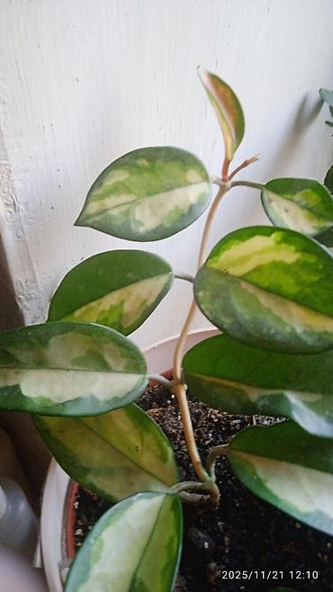 Хойи: Коллекционные хоии (Hoya) – несколько разновидностей в горшках и — 2