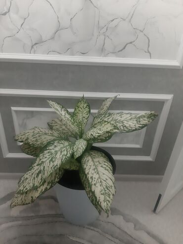 Другие комнатные растения: Комнатные растения в кашпо В продаже крупная коллекция — 6