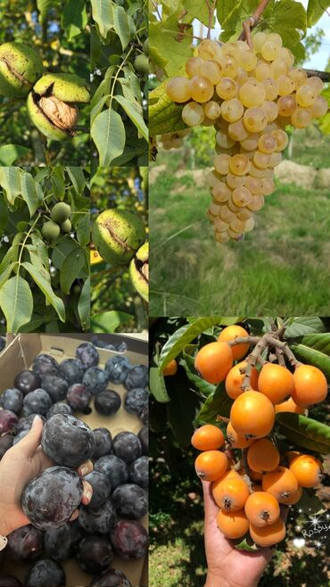Yarmalar və paxlalar: Məhsul: Təzə bağ məhsulları (mövsümi meyvə və qoz) Təsvir: - Ağ üzüm