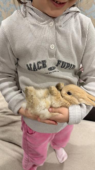 белый кролик: 🐰 Декоративные крольчата породы «Львиная голова» 🐰 Милота, в которую — 6