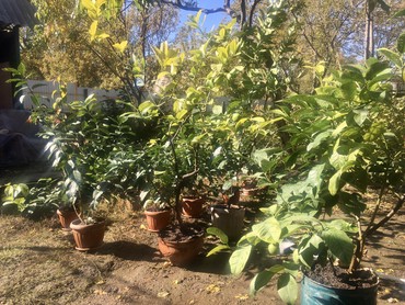 Декоративные деревья: Продается лимонное дерево с плодами и без, многолетние и молодые — 3