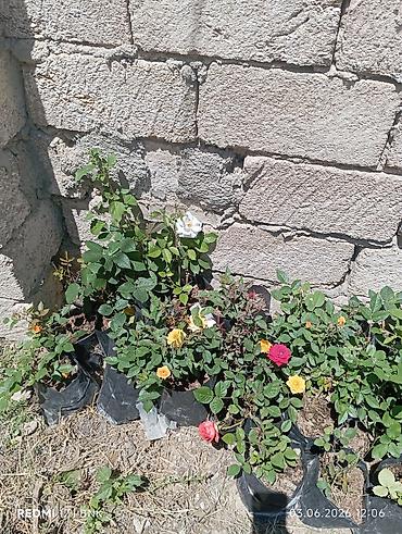 yaz gulləri: Gül kolları – bağ və balkon üçün dekorativ sortlar Məhsul: Saksıda — 10
