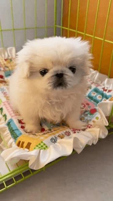 Pekines, Ünvandan götürmə, Pulsuz çatdırılma, Ödənişli çatdırılma