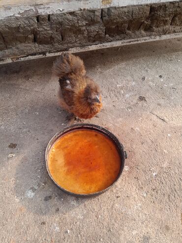 Toyuqlar: Toyuq, Damazlıq, Ödənişli çatdırılma -da lalafo.az — 6 Toyuqlar: Toyuq, Damazlıq, Ödənişli çatdırılma — 6