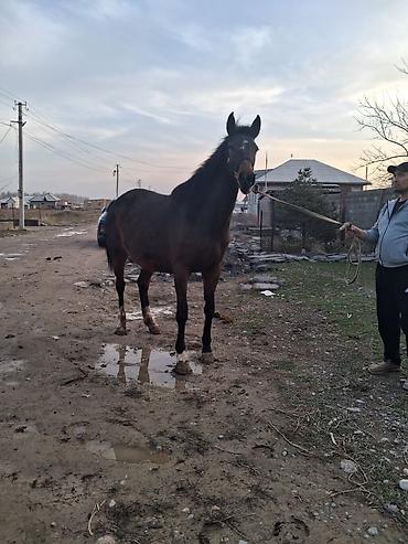 Лошади, кони: Продаю | Кобыла (самка) | Английская | Конный спорт | Племенные — 7