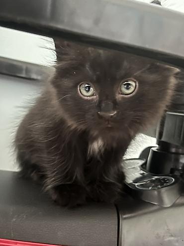 Котёнок, чёрный пушистый, полу‑длинношёрстный. - Окрас at lalafo.kg Котёнок, чёрный пушистый, полу‑длинношёрстный. - Окрас