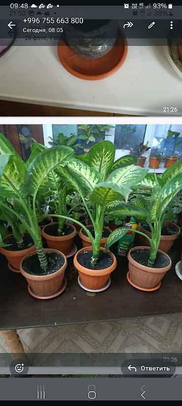 Фикусы: Комнатные растения — коллекция укоренённых саженцев и деток - Фикусы — 22