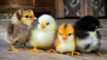 животные для дома: Продаю | Цыплята | Домашняя | На забой, Для разведения, Несушки