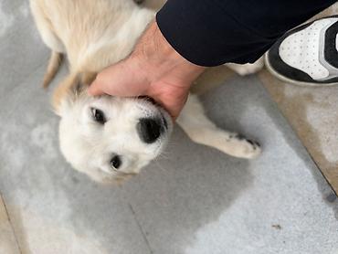 tük töken: Retriever, 3 ay, Erkək, Peyvəndli, Pulsuz çatdırılma — 1