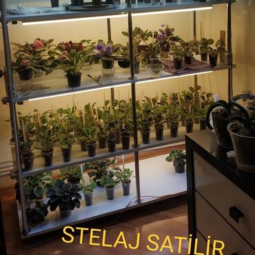 Удобрения: Stelaja gülər üçün yenidir.450 m yığılıb koclə əlaqədar satıram 350