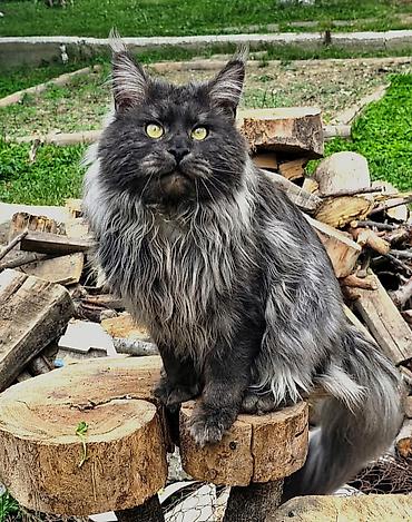 кохинхин мраморный: Мейн-кун, 3 месяца, Девочка, Черный, Приучена к лотку — 6
