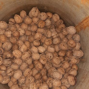 продам фикус: Продаются орехи по 40 сом кг