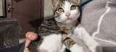 Pişiklər: Tabbi, Dişi, Yaxşı əllərə, Pulsuz çatdırılma — 24