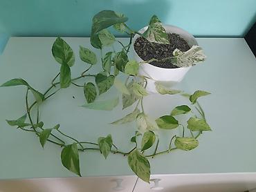 devedabani bitkisi: Epipremnum aureum “N’Joy/Marble Queen” tipli sarmaşan pothos — 1
