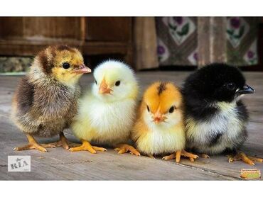 куплю домашнее животное: Цыплята суточные, подрощенные