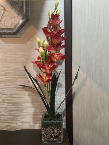 комнатные цветы фикус: Продаю декоративный цветок
Торг есть