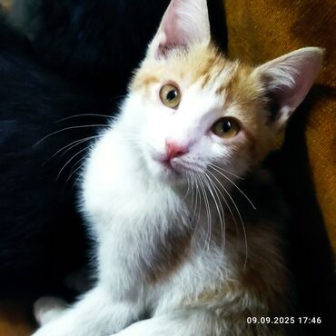 животные котенок: Кошка даром: Беспородная, 3 месяца, Мальчик
