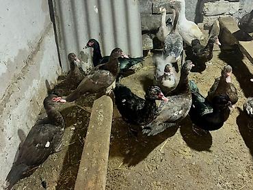 Ördəklər: 26 Ördək, 2 Qaz. Ördəklərin 5-6 Fərə Mirvaridir, Yarısı Kradnadar Öküz — 3