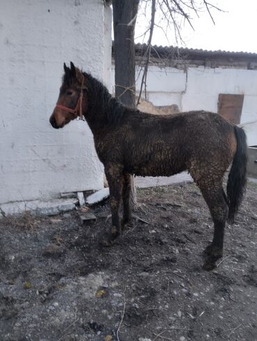 Лошади, кони: Продаю | Жеребец | Рабочий | Племенные — 10