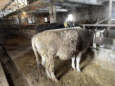 Коровы, быки: Продаю | Тёлка | На откорм | Отела не было, Привязанные — 2