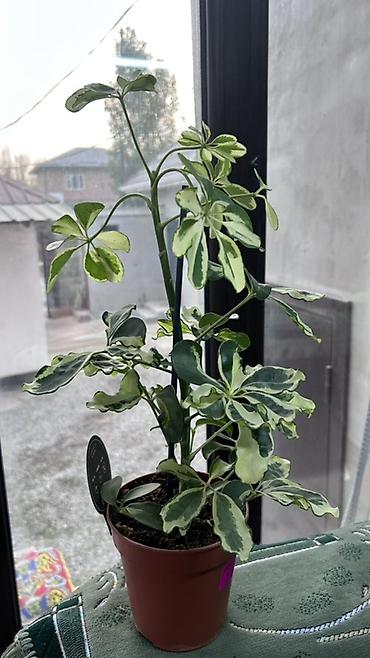 вариегатный: Шеффлера вариегатная (Schefflera arboricola ‘Variegata’) в горшке - — 3