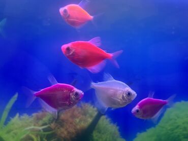 Balıqlar: Glofish, Sülhsevər, Ödənişli çatdırılma -da lalafo.az — 1 Balıqlar: Glofish, Sülhsevər, Ödənişli çatdırılma — 1