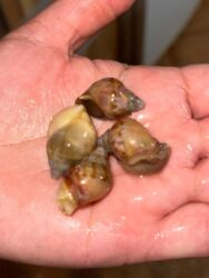 купить собаку немецкую овчарку: Ахатины (Achatina) – домашние улитки. Продаются маленькие, последние