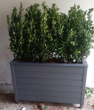 Bitkilər üçün dibçəklər: İsdənilən ölçüdə yiqmaq mumkundur bitki ilə birgə Satışı var — 4