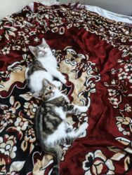 Pişiklər: Türk anqora, Dişi, Yaxşı əllərə, Ünvandan götürmə -da lalafo.az — 3 Pişiklər: Türk anqora, Dişi, Yaxşı əllərə, Ünvandan götürmə — 3