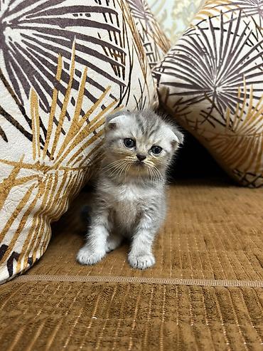 Кошки: Шотландская — 9