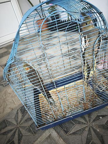 qəfes: Tecili satılır 2 eded tutu quşu bir erkek bir dişi 1 yaşndadlar riyal — 2