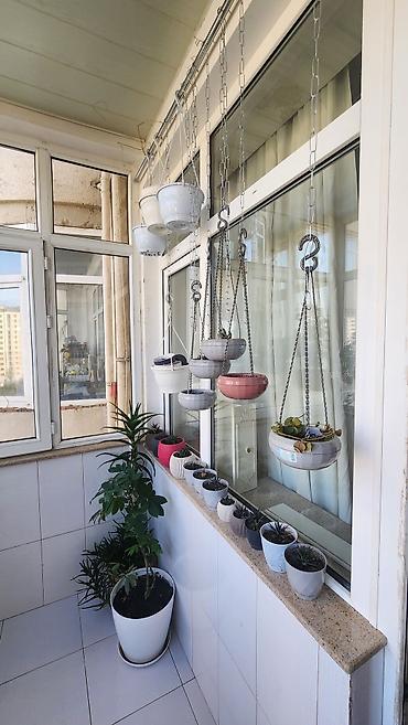 монстера: Şəkildə gördüyünüz 45 gül və dipcəklərin hamısı bu qiymətə daxildir. 2 — 2