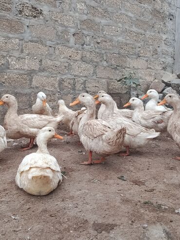 Digər quşlar: Satılır: PEKIN-KUBAN sortu ördəklər ✅ Sağlam, təmiz və tez inkişaf -da lalafo.az — 4 Digər quşlar: Satılır: PEKIN-KUBAN sortu ördəklər ✅ Sağlam, təmiz və tez inkişaf — 4