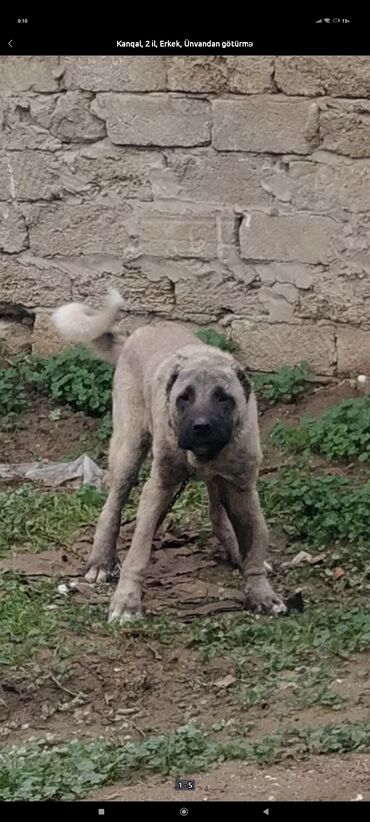 İtlər: Kanqal, 3 il, Erkek, Peyvəndli, Ödənişli çatdırılma