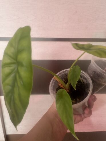 Другие комнатные растения: Комнатные растения — 25