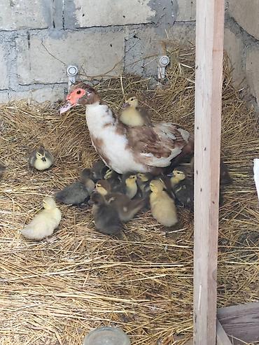 tap az goyercin satisi: SALAM XAÇMAZDA HƏR CÜRƏ CİNS DAMAZLIQ LAL ÖRDƏKLƏR SATILIR BÖYÜK — 5