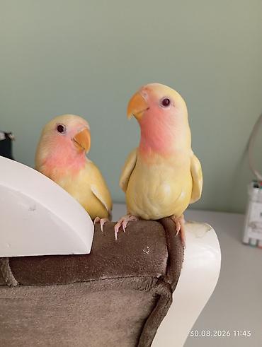 неразлучник: 🐦 Sevgi (nerazlucnik) papuqayı balaları satılır 🐣 1 ay yarımlıqdılar — 8