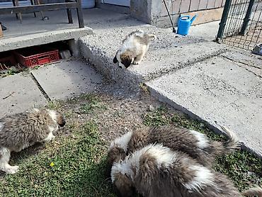 Psi: BERNARDINCI – ODGAJANI SA POSEBNOM PAŽNJOM I NEGEOM Ako tražite — 17