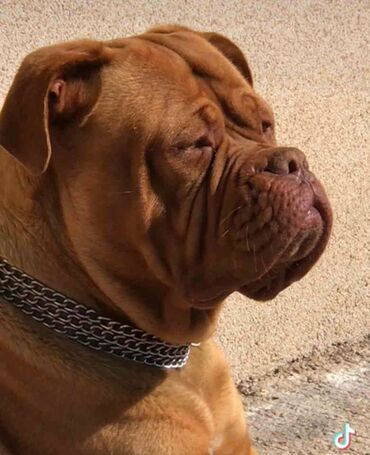 Psi: Stenci Bordoska doge vrhunske krvne linije na prodaju ostenjeni na lalafo.rs — 9 Psi: Stenci Bordoska doge vrhunske krvne linije na prodaju ostenjeni — 9