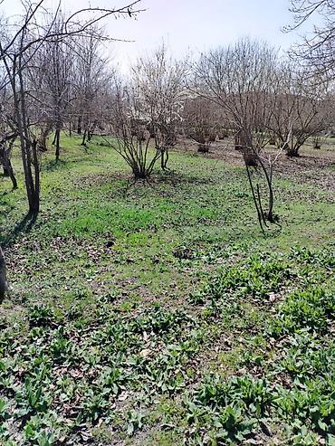 mingecevirde tecili satilan evler: Salam qəbələdə lavanda essenso sahəsinə yaxın yerdə fındıq bağı — 2