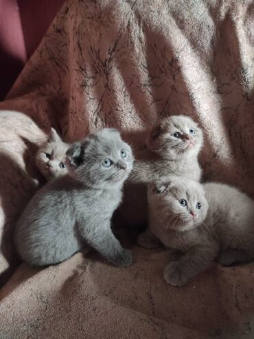 Pişiklər: Şotland yastı qulaq, Dişi, Erkək, Ünvandan götürmə — 20