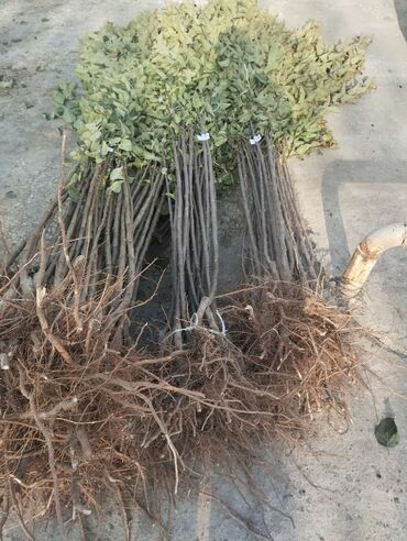 Ağaclar: Yalnız bizim təsərfatimizda bölgələrə uyğun olaraq ağacların kok — 13