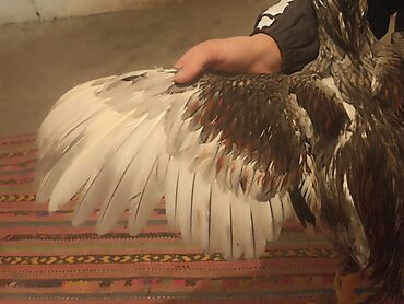 Куры, петухи: Продаю | Петух | Бойцовая | Для разведения — 7