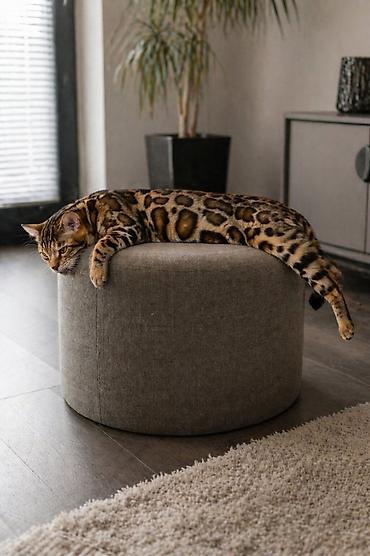 Pets & Animals: Registrovana odgajivačnica MMaestro_bengal ponosno predstavlja dva — 8