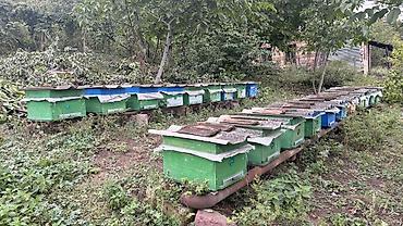 bal arisi satisi: 🐝 Arı ailələri satılır! 29 ədəd arı yeşiyi bir yerdə satılır — 3