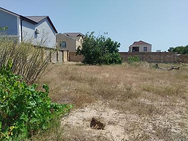 gen: 20 sot, Tikinti, Makler, Kupça (Çıxarış) — 2