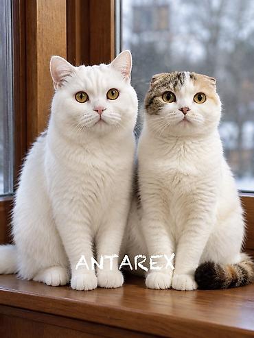 Продажа кошек: Скотиш Фолд (Шотландская вислоухая), 2 месяца, Девочка, Белый, Приучена к лотку — 5