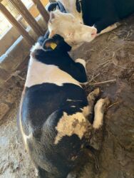 Inəklər, öküzlər: Erkək, il: 1, 170 kq, Ətlik, Ünvandan götürmə -da lalafo.az — 8 Inəklər, öküzlər: Erkək, il: 1, 170 kq, Ətlik, Ünvandan götürmə — 8