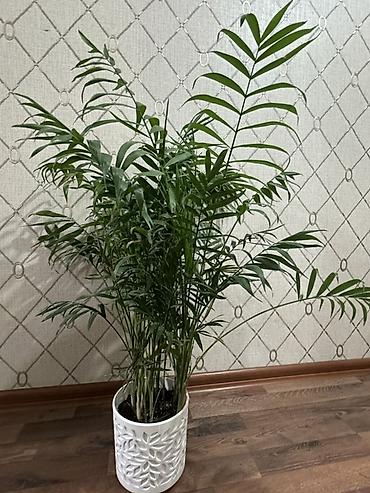 пальма: Хамедорея (Chamaedorea elegans) — комнатная пальма в декоративном — 2