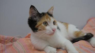 цветы и котика: Кошка даром: Беспородная, 4 месяца, Девочка — 6